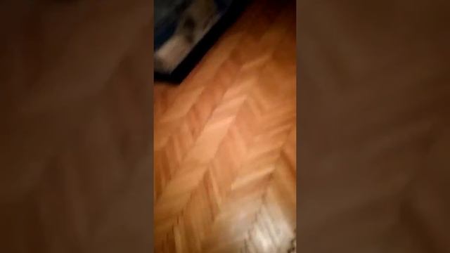 Хомяк бегает в шарике смотреть онлайн