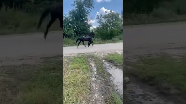 Жеребец Иноходец. Иномарка есть иномарка))) смотреть онлайн