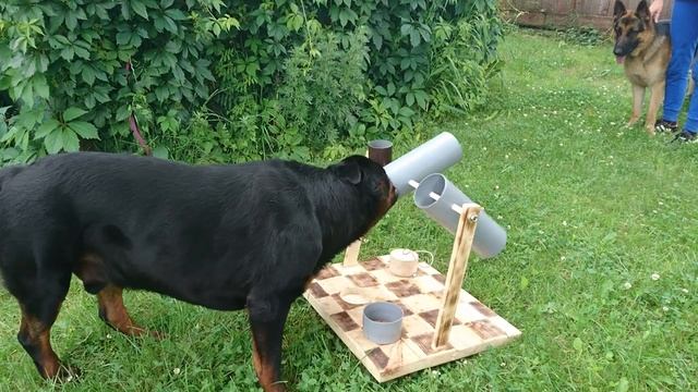 РОТВЕЙЛЕР И НЕМЕЦКАЯ ОВЧАРКА ВЗАИМООБУЧАЮТСЯ.Храп Дюшки в децибелах смотреть онлайн