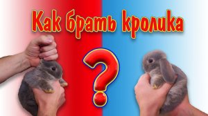 Как брать кролик на руки?
