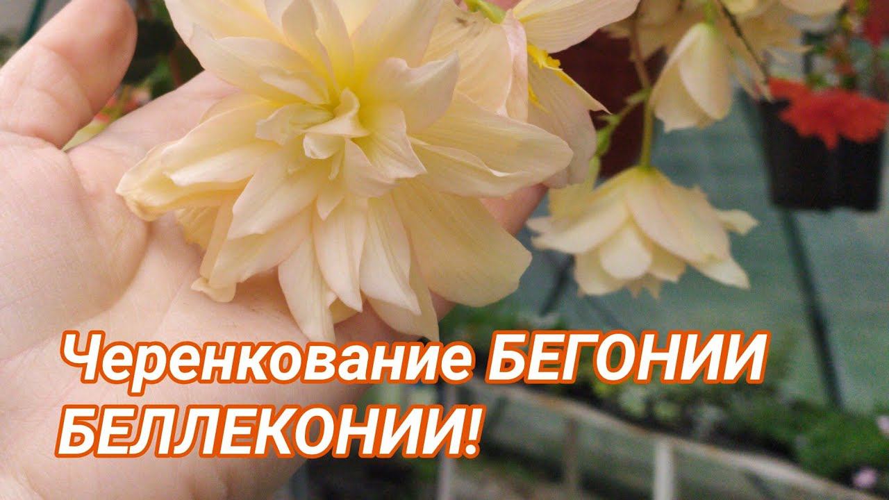 Черенкование бегонии Беллеконии! смотреть онлайн