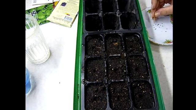 БАЗИЛИК рассадой! Старый ЭФФЕКТИВНЫЙ СПОСОБ - БАЗИЛИК сажаем в кипяток (вода70%) всходы на 3-4 день смотреть онлайн