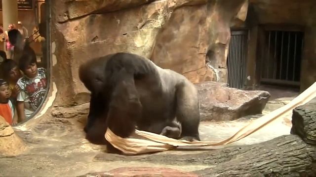 Горилла нюхает свой палец,смешные видео приколы смотреть онлайн