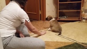 Щенок амстаффа в 1 месяц и 5 дней. Показывает свой характер.