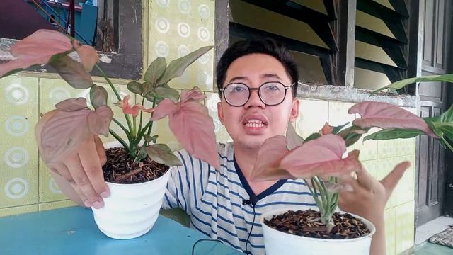 Syngonium Pink Perfection || Unboxing Syngonium! #syngonium