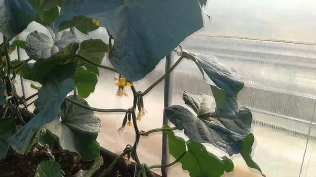 Обрезка огурцов смотреть онлайн