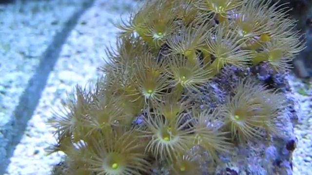 yellow polyp coral смотреть онлайн