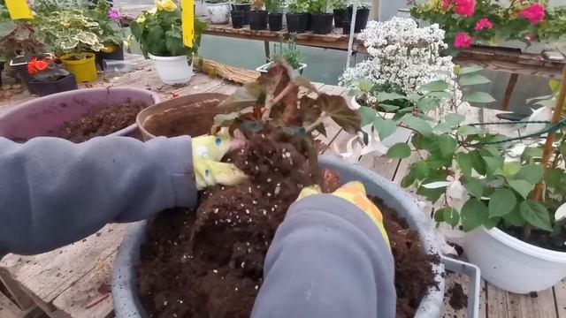 Прощаюсь с бегонией смотреть онлайн