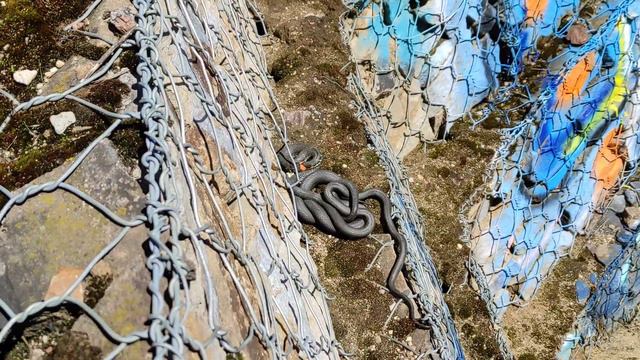 Ужики. Лобня. Лес. смотреть онлайн