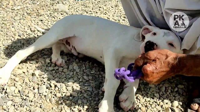 Dogs Market Latest Video 13-3-22 | part-2 | Kohati gultair-Doberman-Pitbull | bully dog | Pk Animal смотреть онлайн