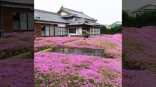 Тысячи цветов для любимой жены смотреть онлайн