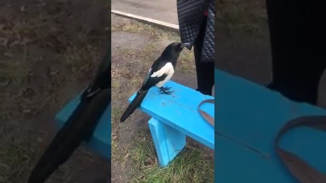 Говорящая сорока Фрося Сорока Фрося смотреть онлайн