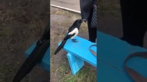 Говорящая сорока Фрося Сорока Фрося