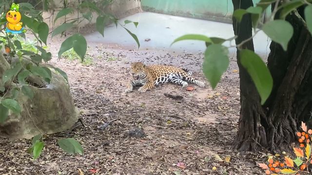 Lovely Animal Moments In Nature: Pheasant, Peacock, Hippo - Soothing Music and Familiar Animal Soun смотреть онлайн