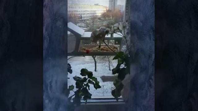 кормушка для птиц (крутая)???️ ❄️?️ смотреть онлайн