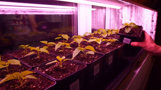 Лампы для досветки рассады. Наш опыт. смотреть онлайн