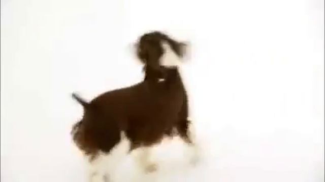dogs 101 - springer spaniel смотреть онлайн