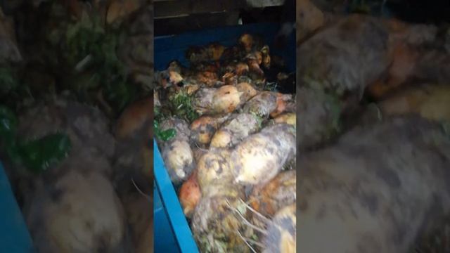 8.10.23 Ура!!! Мы перетаскали свеклу! смотреть онлайн