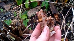 Золотой корень выкапываем  Корень здоровый, цветочные почки сформировались