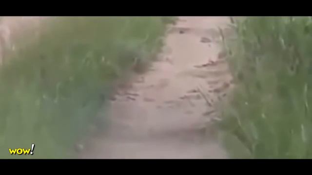 Leopard vs Wild Dogs, Snake vs Komodo Dragon, Lion, Buffalo 🌟 Most Amazing Wild Animal Attacks смотреть онлайн