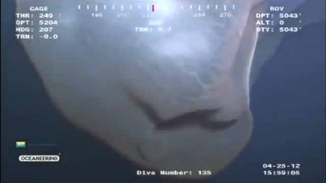 Существо с глубины океана смотреть онлайн