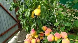 Первое плодоношение персика