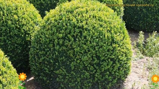 Самшит вечнозеленый Ротандифолия. Краткий обзор, описание Buxus Sempervirens Rotundifolia