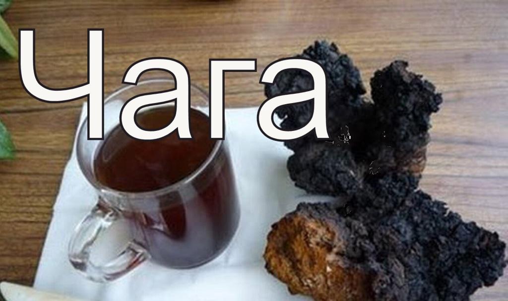 Как собрать чагу? Как сушить чагу? Как заварить чагу? смотреть онлайн
