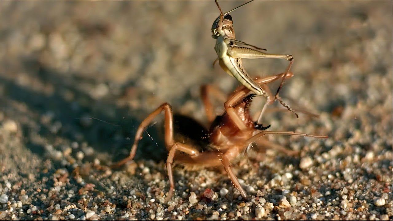Жуткий, мощный хищник пустынь. Сольпуга! смотреть онлайн