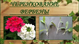 Вербена размножение черенками, простой способ размножения вербены черенкование