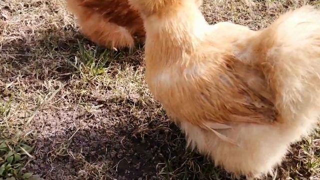 Американские шёлковые куры на прогулке. Silkies chickens. смотреть онлайн