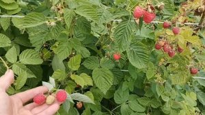 /Малина Маравилла! /Плодоношение на пршлогодних побегах! /