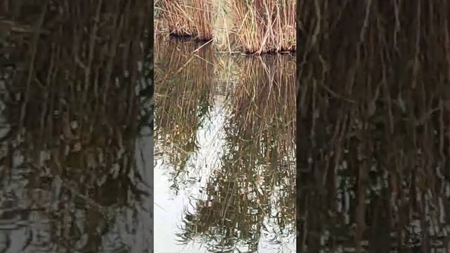 Краснодар, рыбалка,карасуны смотреть онлайн