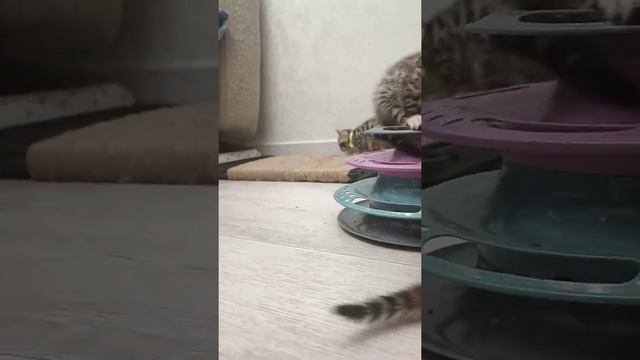 котята бенгалы бегают по дому и играют. больше видео у нас в Инстаграме. есть доставка котят по мир смотреть онлайн