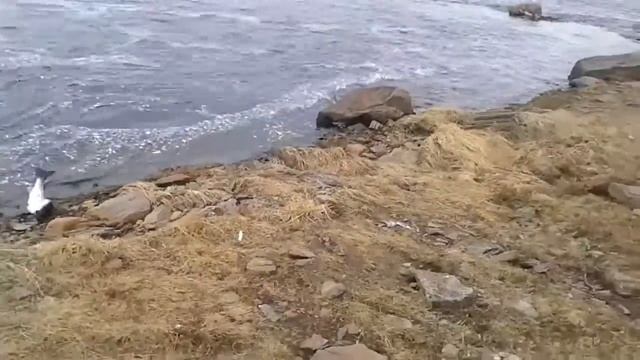 Река Чаваньга. Терский берег. Рыбалка смотреть онлайн