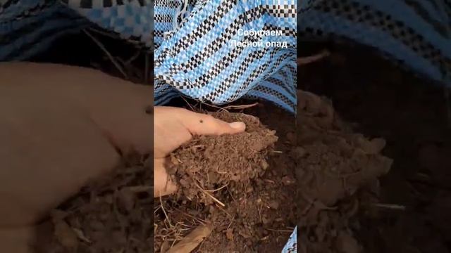 Сажаем ежевику в Лесной опад #сажаем #сажать #ежевика #кустарники #дачник #дача #садоводы #сад смотреть онлайн