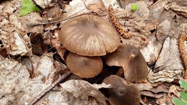 Гриб волоконница смотреть онлайн