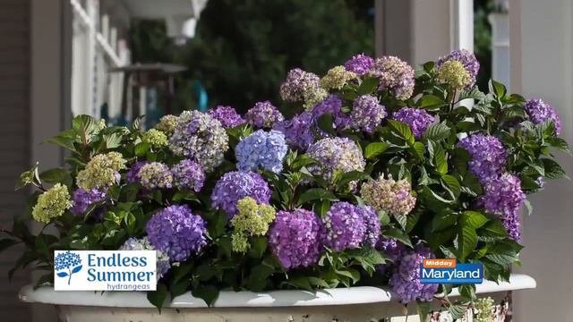 Endless Summer Hydrangeas смотреть онлайн