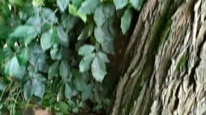 Строим шалаш в лесу своими руками!!! Строим вместе с друзьями!!!