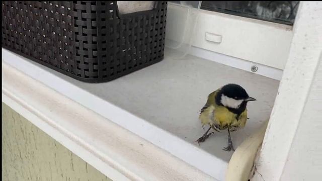 Продолжение про синицу. Свободу Василию! смотреть онлайн