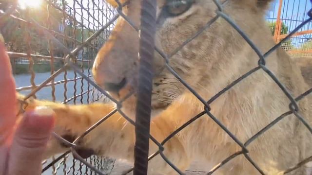 Львята Гай , Юлий и Цезарь ДОСТАЮТ МАМУ ЛЕЙЛУ ! смотреть онлайн