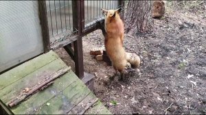 Ли Сяо / Alice the Fox Лиса Алиса (Знакомство с новым жителем вольера)