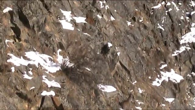 MOV027.MOD Кабарга на отстое смотреть онлайн