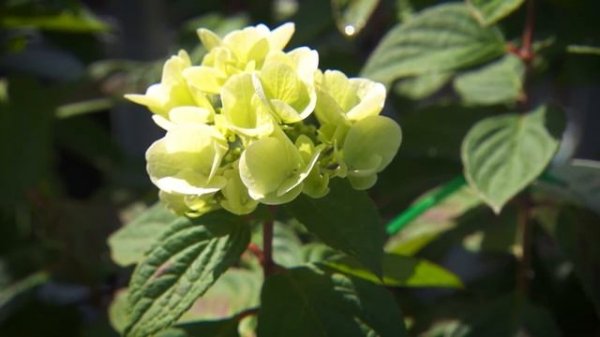 The Garden Gurus -  Diamond Rouge Hydrangeas