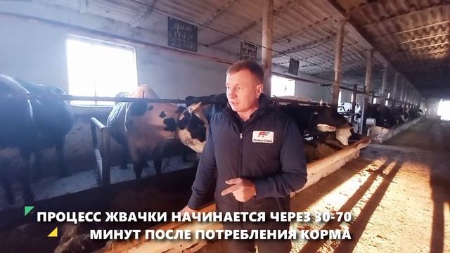 Жвачка у коровы. Пищеварение коровы. смотреть онлайн