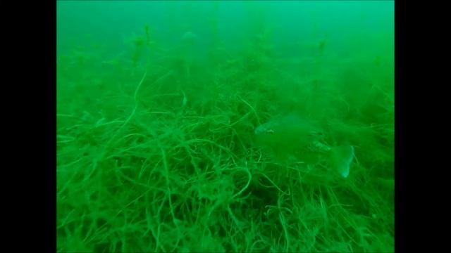 Wobbegong Fun & Dive смотреть онлайн