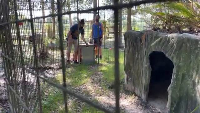 Des Serval is next cat being moved to the new Serval area by the lake at Big Cat Rescue! 05 05 22 смотреть онлайн