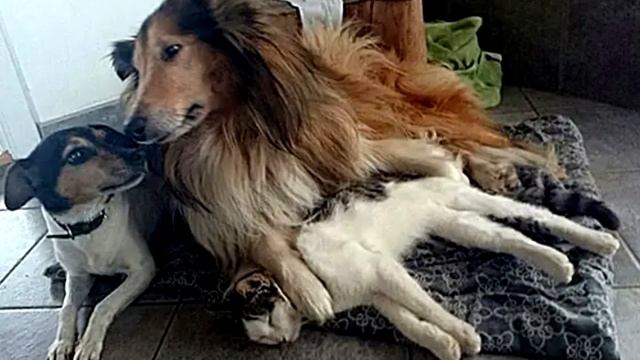 Щенок трогательно обнял котенка. И на это невозможно смотреть без слёз!? смотреть онлайн