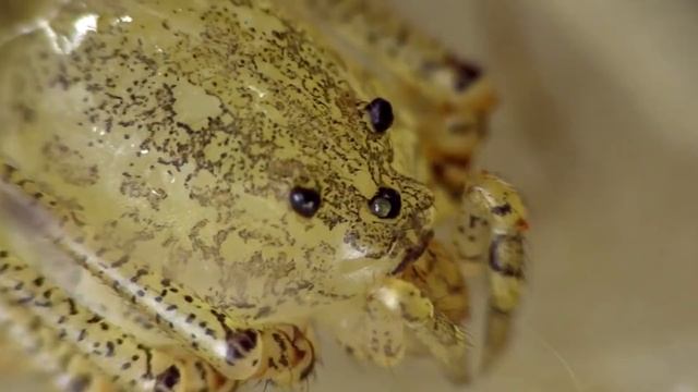 20 МЕРЗКИХ НАСЕКОМЫХ ЖИВУЩИХ в НАШЕЙ КВАРТИРЕ смотреть онлайн