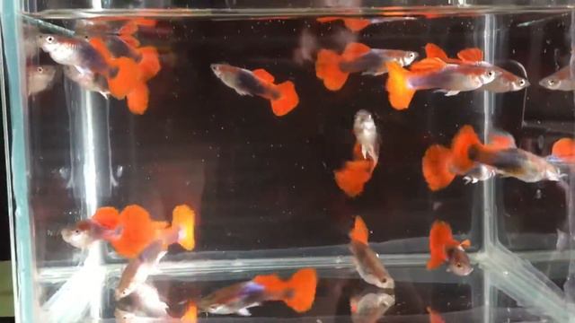 Half Black Green Red Tuxedo Red Rose Tail смотреть онлайн